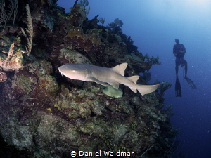 Nurse Shark on reef wall by Daniel Waldman 
